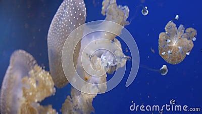 Visual Symphony On The Graceful Spatial Movements Of A Jellyfish With