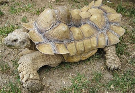 Shell Deformity in Sulcata Tortoise | Pet Sulcata Tortoise