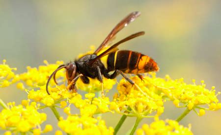 Avispa Asi Tica Caracter Sticas Peligros Y M Todos De Control Fauna