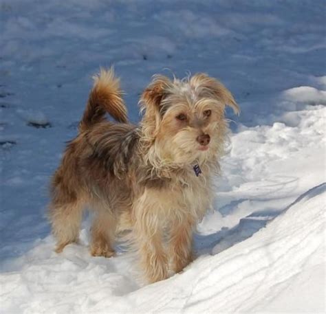 Meet Ezra (Ezra Pound). He’s a Havanese / Yorkie mix (“Havashire”), is ...