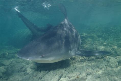 Animales Tiburón En Agua Dulce Tiburón Sarda Carcharhinus Leucas