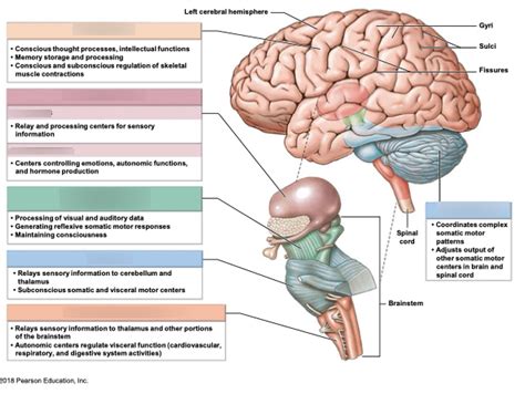 Major Regions Of The Brain Diagram Quizlet