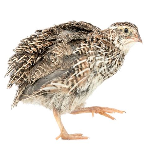 Standard Japanese Quail Chicks | Strombergs Chicks & Game Birds