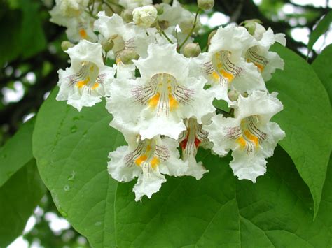 Catalpa Northern Nebraska Forest Service Tree Seeds Fast Growing