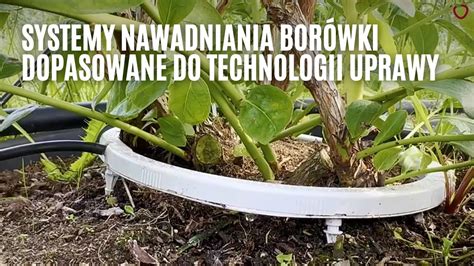 Systemy Nawadniania Bor Wki Dopasowane Do Technologii Uprawy Youtube