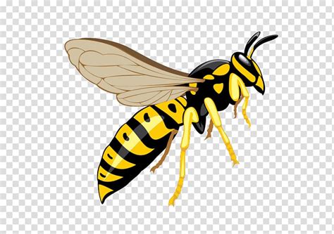 Yellow Jacket Wasp Illustration Hornet Bee Insect Wasp Pest Control