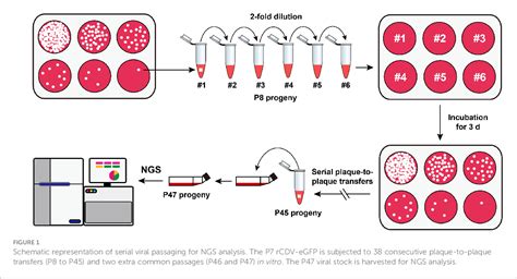 Figure 1 From Genomic Profile Of EGFP Expressing Canine Distemper Virus