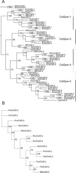 Complex Metazoan Phylogenetic Tree