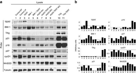 Protein Levels Of Cell Cycleassociated Components Western Blot