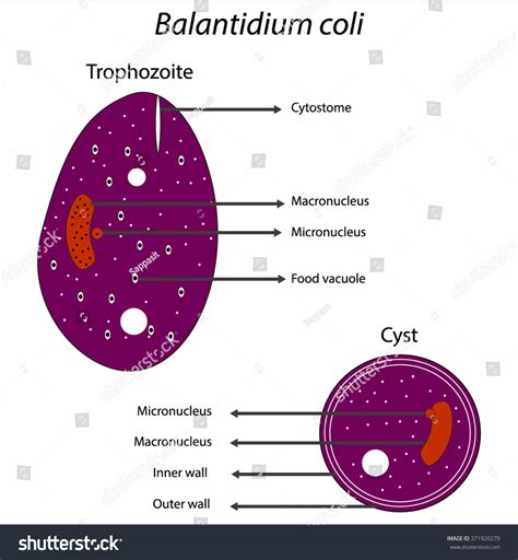 Balantidium Colicyst Trophozoite Parasitic Microscope Stock Vector 371920279 Shutterstock