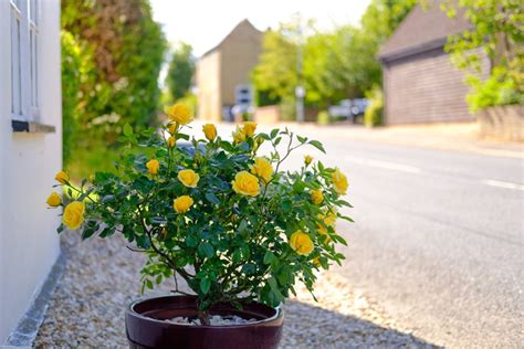 Potted Roses Growing Roses In Pots Garden Design