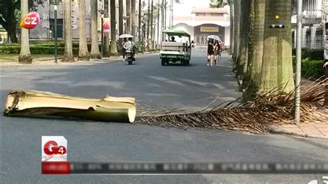 “落叶危险，请注意绕行！”广州街头这些树木隐患大，街坊要小心