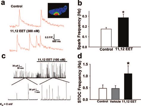 11 12 Eet Induced Increases In Ca 2 Spark Frequency And Stoc Frequency Download Scientific