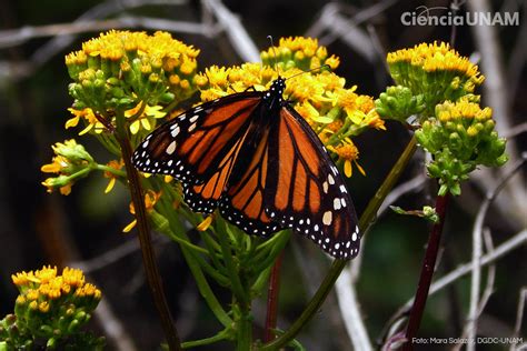 La Mariposa Monarca Su Incre Ble Migraci N Ciencia Unam