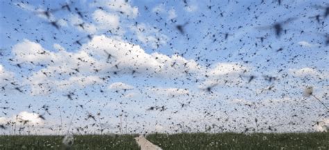 Swarms Of Mosquitoes Are Killing Anmals In Louisiana