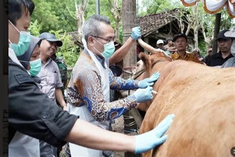 Kendalikan Pmk Vaksinasi Hewan Ternak Krjogja