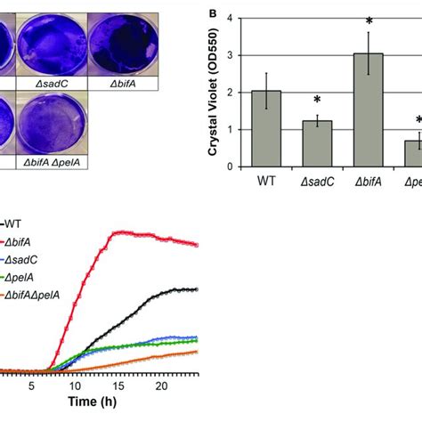 Biofilm Inhibitor Significantly Impairs Pyoverdine Production And