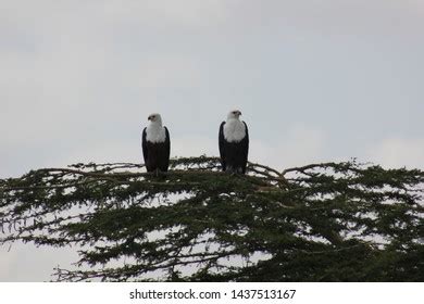 Nairobi National Park Safari Animals Stock Photo 1437513167 | Shutterstock