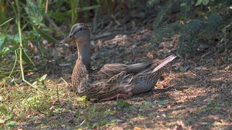 5 Cara Ternak Bebek Petelur Untuk Pemula Agar Hasil Memuaskan