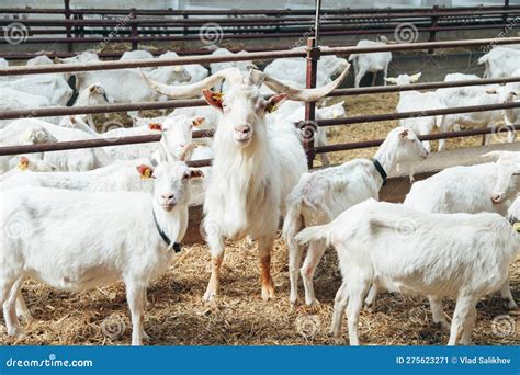 Dominator Male Goat With Large Horns Surrounded By Goat Females In Roofing Shed On Industrial