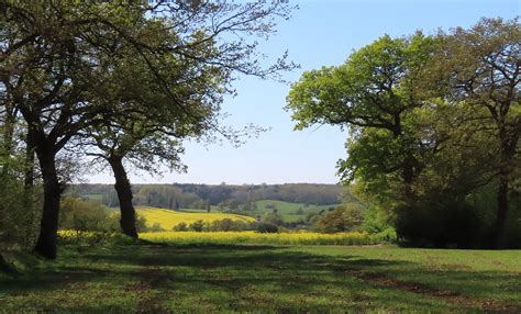 England’s Ancient Woodlands: Living Time Capsules | Xerces Society