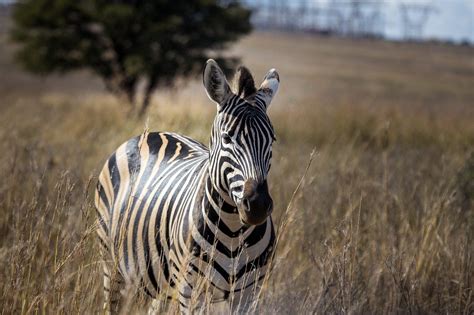 Zebra África Animais Selvagens Foto Gratuita No Pixabay Pixabay