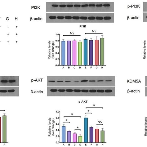 Western Blotting Results Of Pi K P Pi K Akt P Akt And Kdm A Protein