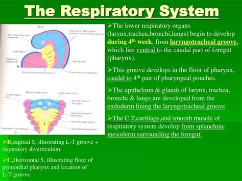 Ppt The Respiratory System Powerpoint Presentation Free Download