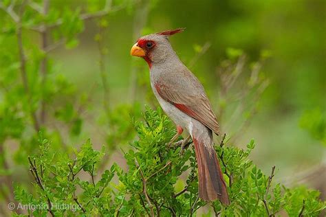 Desert Cardinal | Cardinals, Cardinal, Seventeen