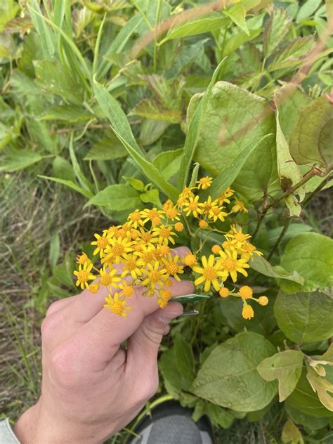 American Groundsels And Ragworts In June 2022 By Drew Milavec INaturalist