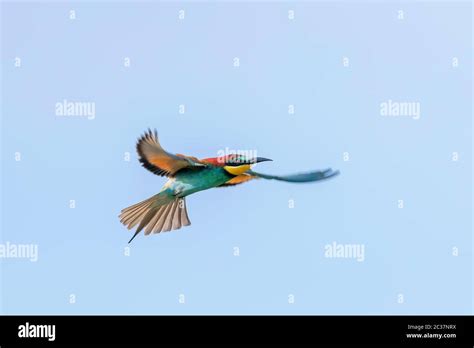 European Bee Eater In Flight Merops Apiaster Stock Photo Alamy