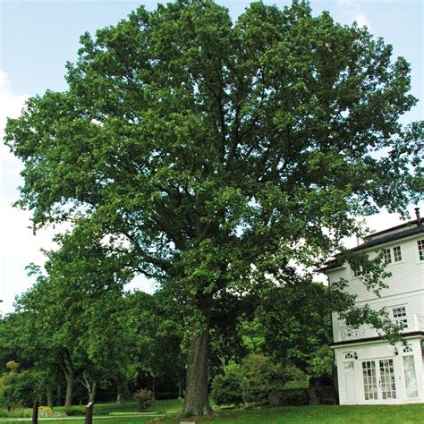 Swamp White Oak Acorns