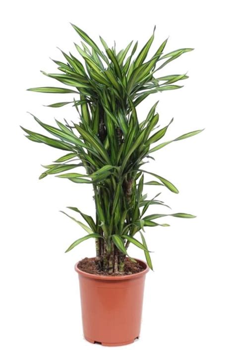 Dracaena Riki Drakenbloedboom 120cm Kopen 123plantennl