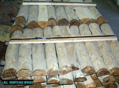 Boxwood european logs half log Pyrenees