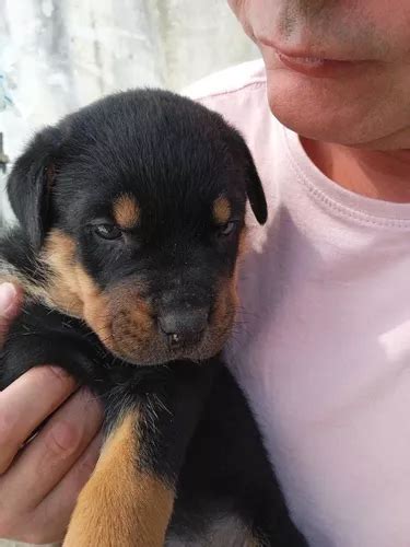 Lindos Filhotes De C Es Da Ra A Rottweiler A Pronta Entrega Venda Em