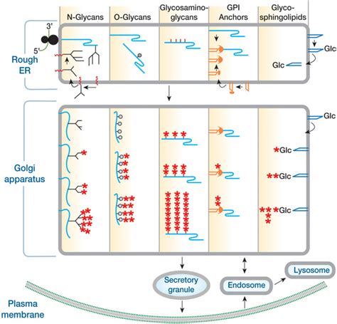 Cellular Organization Of Glycosylation Essentials Of Glycobiology