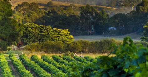 Barossa Valley And Mclaren Vale Wine Regions South Australia Odyssey