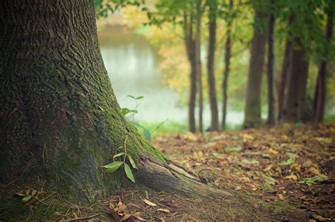 Verifiche Su Oltre Mila Alberi Verranno Abbattuti Temponews