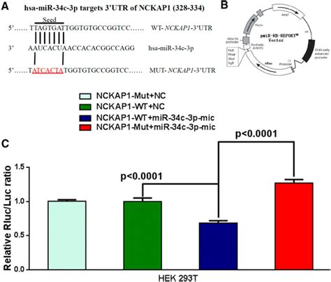 Validation Of Nckap As A Target Gene Of Mir C P A Target Analysis