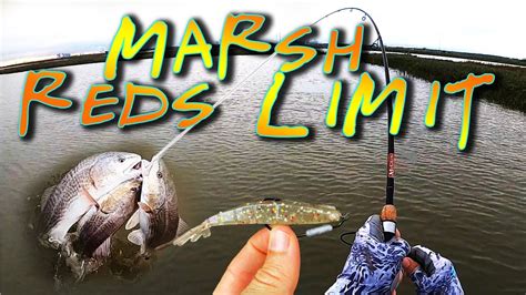 Marsh Redfish Limit Youtube