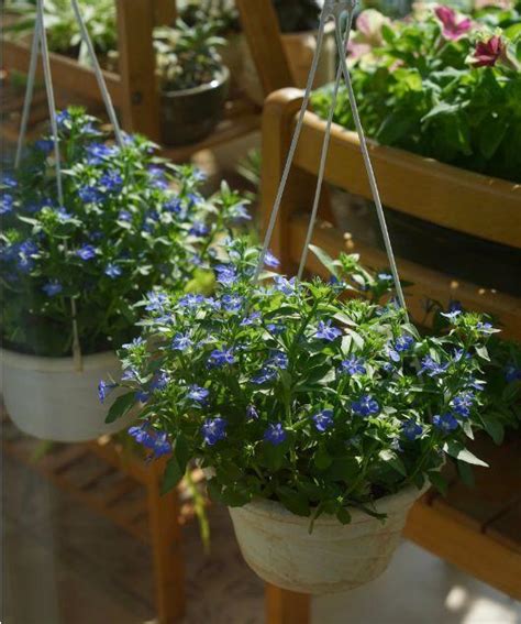 10種花卉，吊起來養「花朵」爆盆，不占地方，能養十幾盆 每日頭條