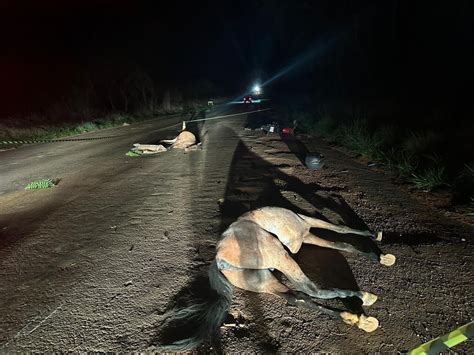 Motociclista morre ao bater em dois cavalos soltos na BR 352 em Abaeté