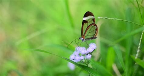 Facts About the Glasswing Butterfly ""Greta oto" | Knowledge Versus Education