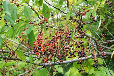 plant-native-black-cherry-fruit - Friends of Fort Williams Park