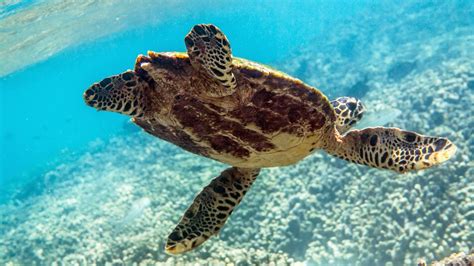 Fabulous Facts About Sea Turtles Australian Geographic