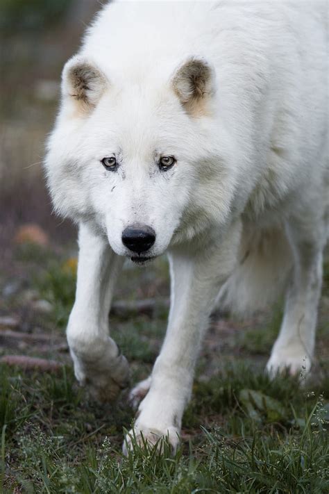 White Timber Wolf Trees Arctic Wolf Forest Predator HD Wallpaper