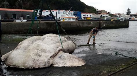 Biggest Fish In The World Caught