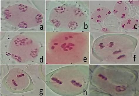 Cytogenetic Evaluation Of Chili Capsicum Spp Solanaceae Genotypes