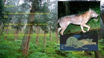 Honshu Wolf - Power Point - Extinct Information Facts Pictures History