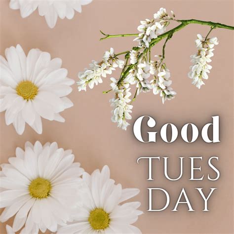 150 Good Morning Happy Tuesday Images Tuesdays Best Page 4 Of 5